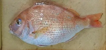 ゲノム編集により生まれた可食部増量の22世紀鯛。厚生労働省、農林水産省への届出は完了済で、国の手続きを経て上市する世界で初めてのゲノム編集動物性食品となった(出所:リージョナルフィッシュ)